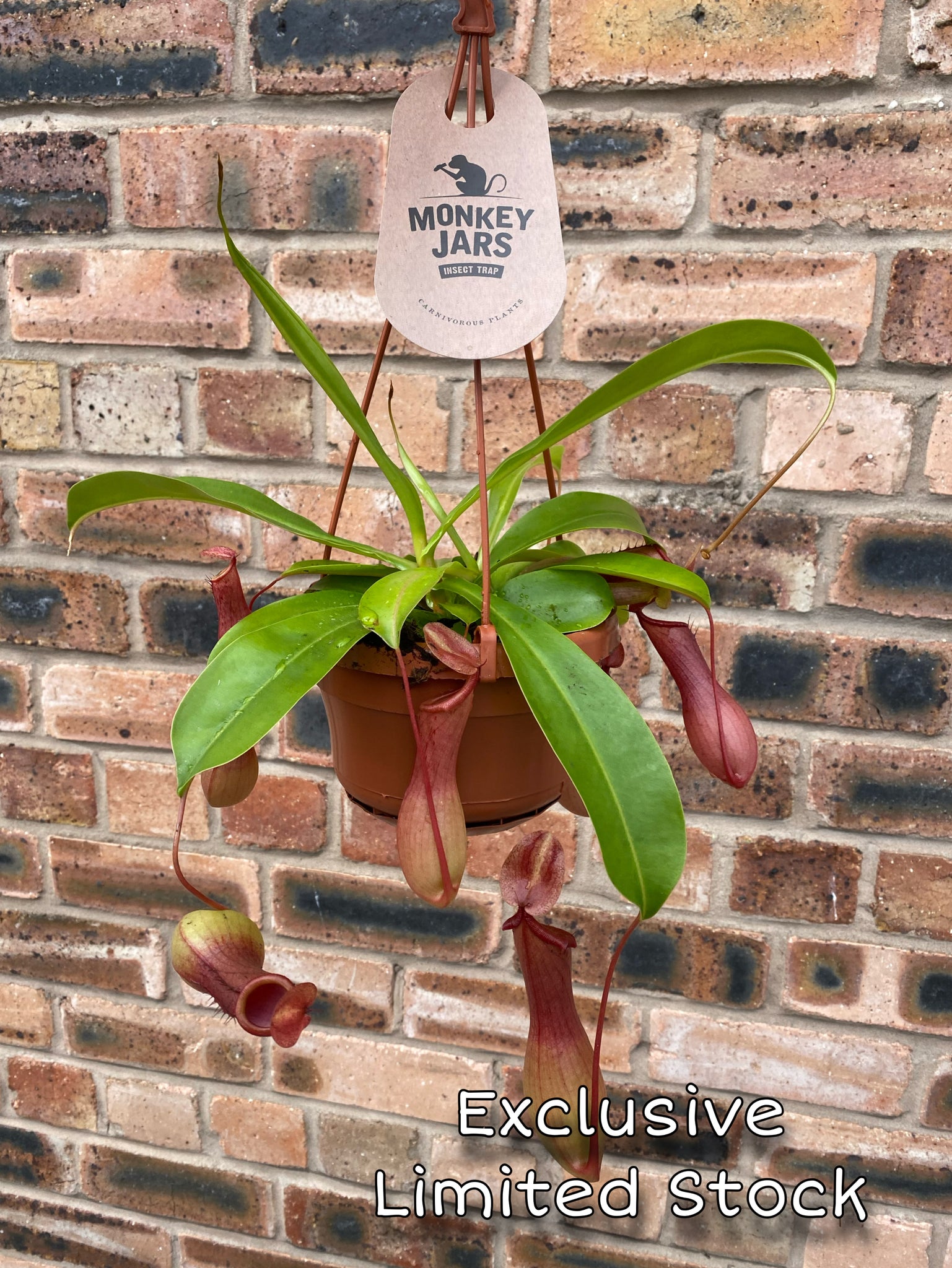 monkey hanging plant Nepenthes Alata Carnivorous Monkey Jars Fly Trap Plant Hanging Basket – Green Charm House of Plants