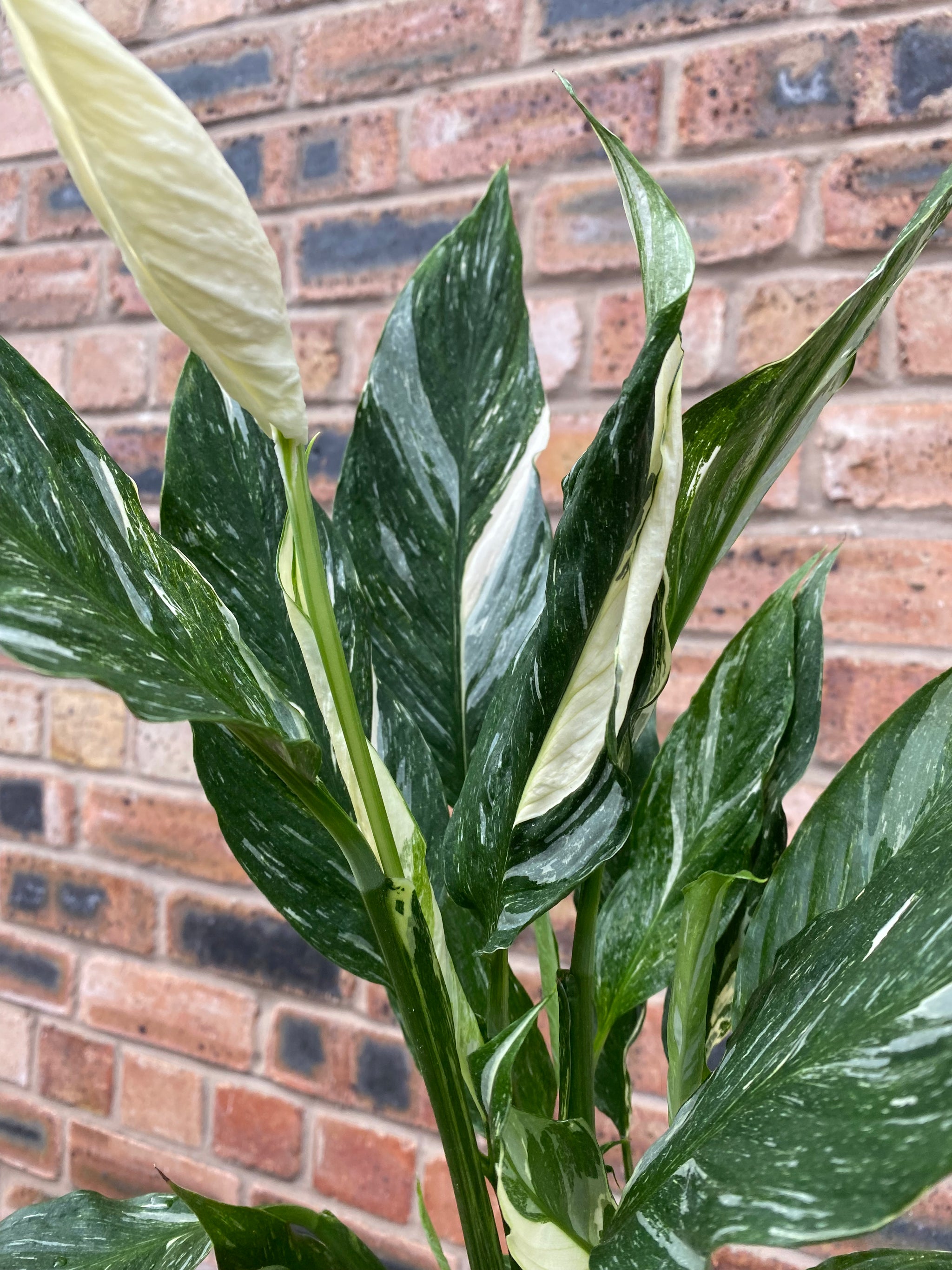 spathiphyllum diamond peace lily variegated Spathiphyllum 'Diamond'