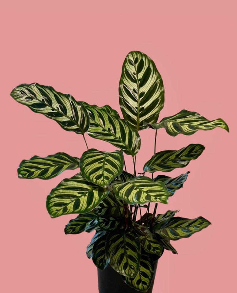 cathedral plant Calathea Makoyana Peacock Plant Prayer Plant Cathedral Windows 30