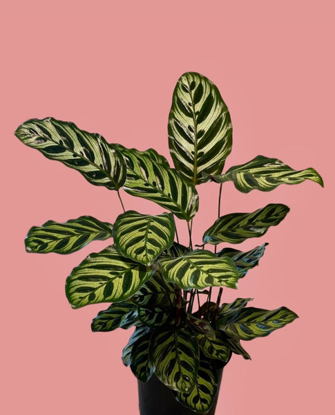 Calathea Makoyana Peacock Plant Prayer Plant Cathedral Windows 30 - 50 cm