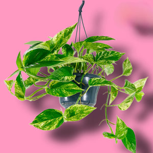 Epipremnum aureum Golden Pothos Devils Ivy Trailing Hanging Plant 45 cm - 100 cm