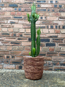 Large Euphorbia Acrurensis Desert Candle Cactus  Beginner Friendly Houseplant 75cm-105 cm