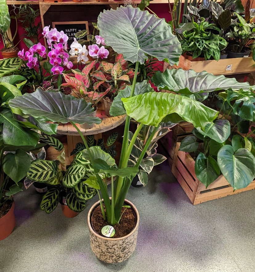 Alocasia Gageana 110 cm