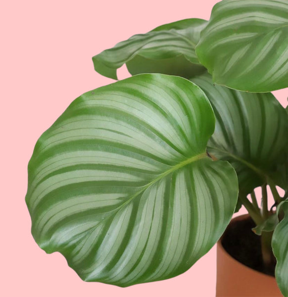 Calathea Orbifolia Prayer Plant 30 cm - 55 cm