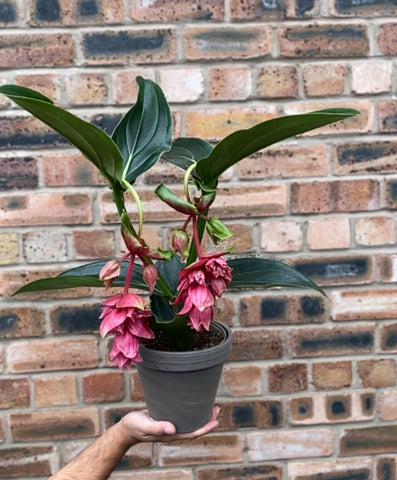 Medinilla Dolce Rossa - Malaysian Orchid  50 cm