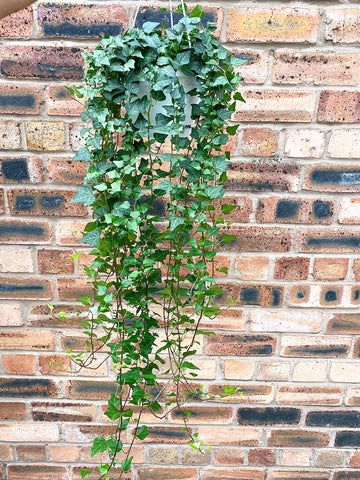 Hedera Helix Green English Ivy 100cm Hanging