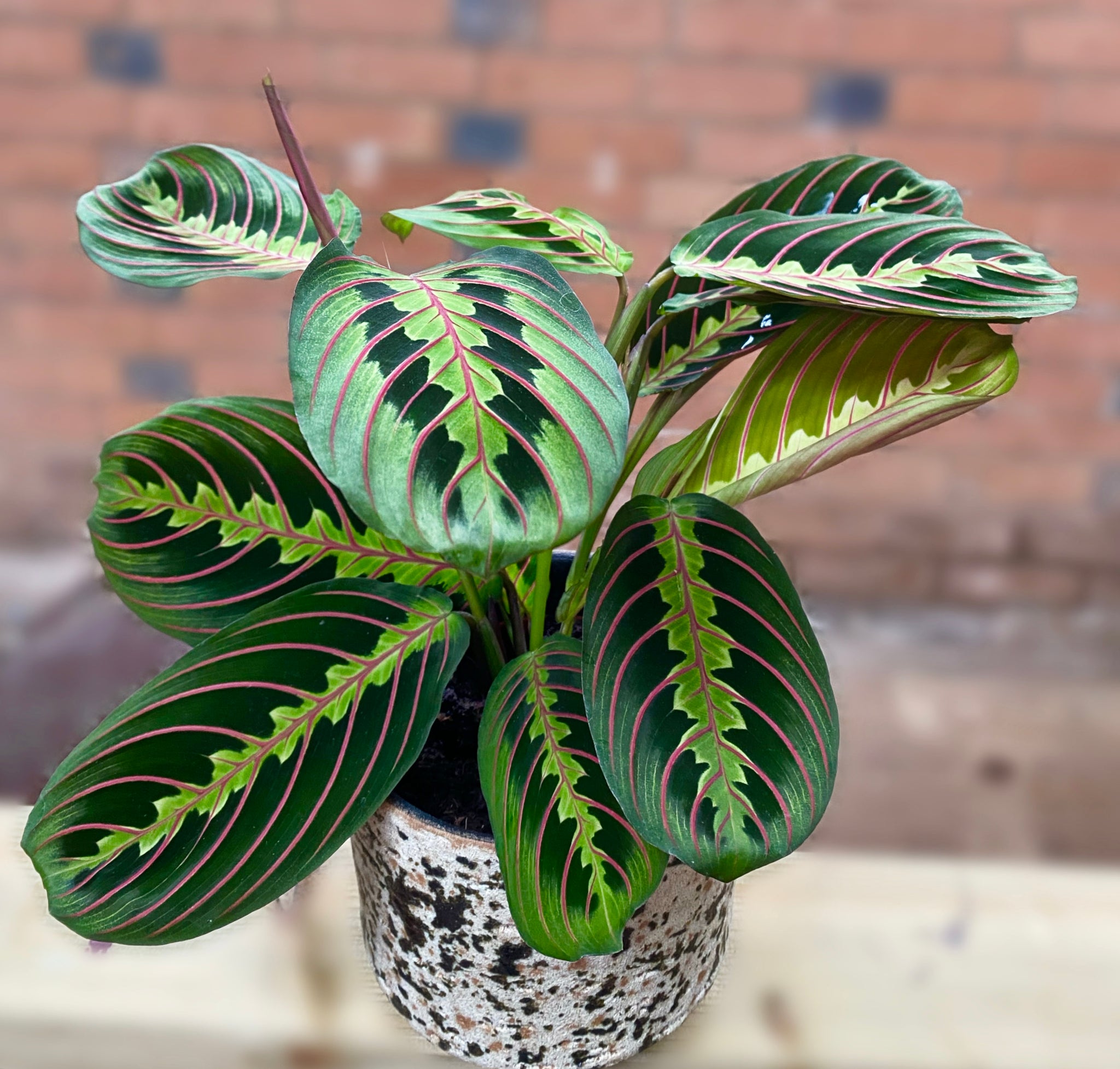 Maranta Leuconeura Fascinator Prayer Plant  Beginner Friendly Houseplant 35cm