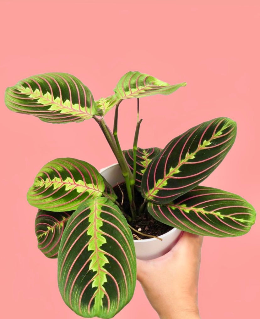 pink prayer plant Maranta Leuconeura Fascinator Prayer Plant Beginner Friendly Houseplan – Green Charm House of Plants