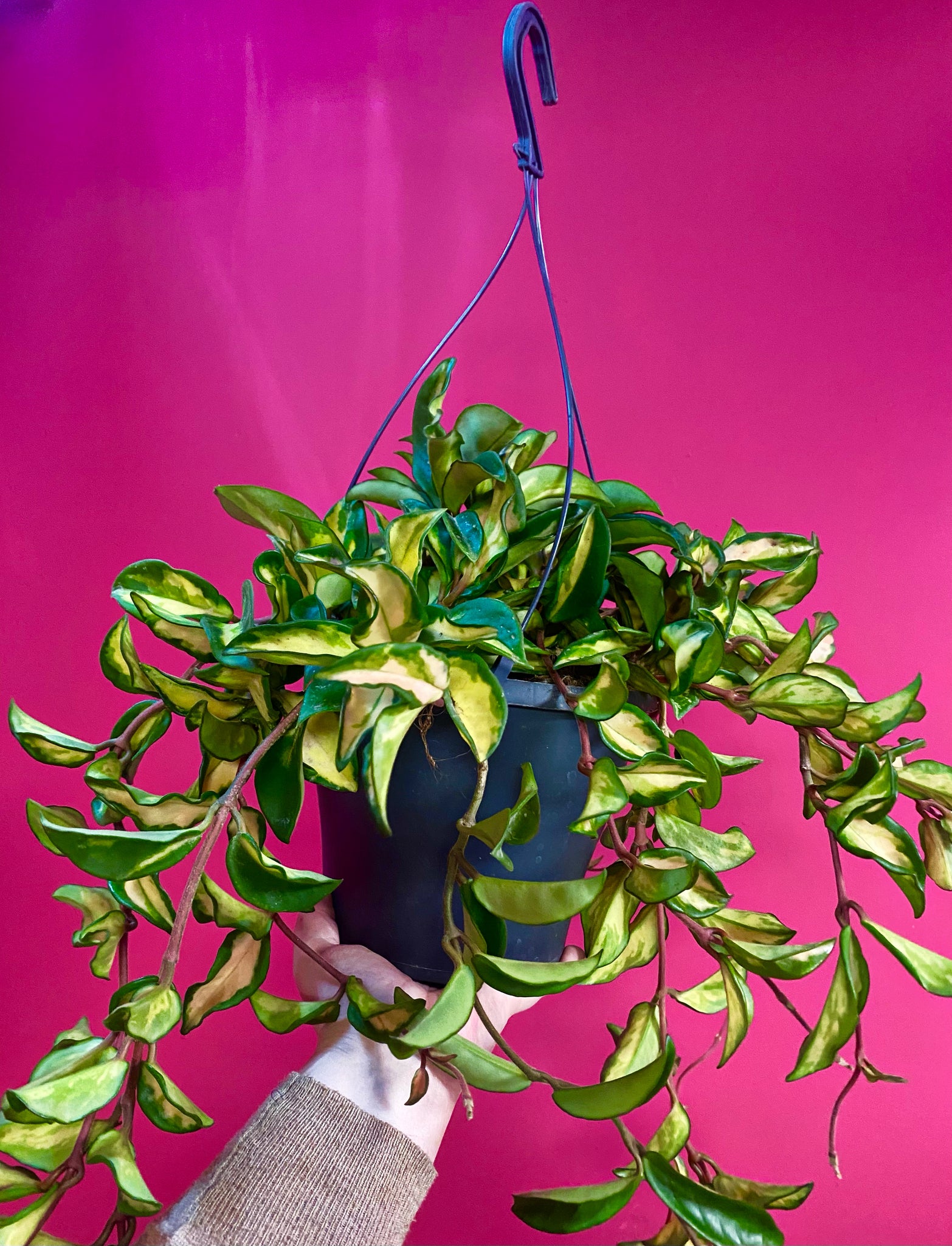 Large Hoya Carnosa Tricolor hanging 60 cm – Green Charm House of