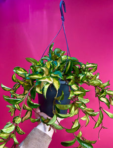 Large Hoya Carnosa Tricolor hanging 50 cm