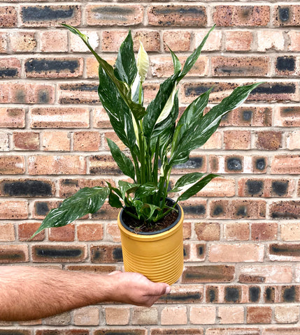 Spathiphyllum 'Diamond' - Variegated Peace Lily 55cm