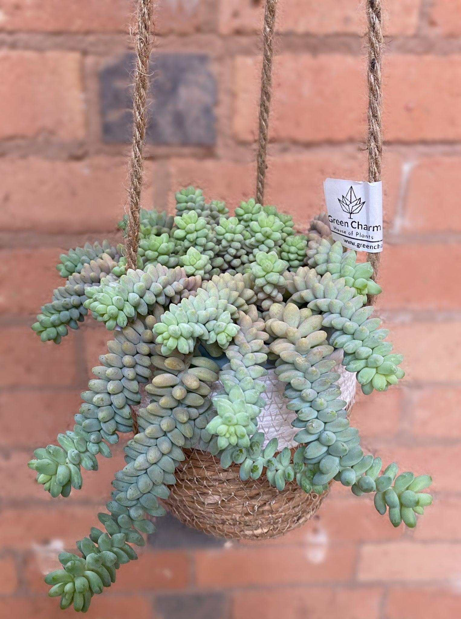 hanging donkey tail plant Sedum Burros Donkey Tail 20cm – Green Charm House of Plants