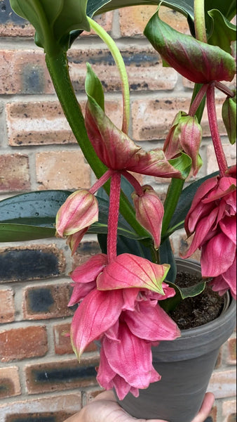 Medinilla Dolce Rossa - Malaysian Orchid  50 cm