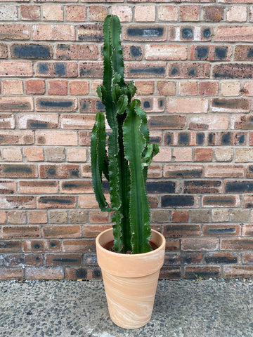XL Euphorbia Erytrea Cowboy Cactus 125cm