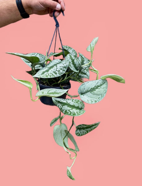 Scindapsus Pictus Trebie Satin Pothos Trebie Silver Vine Hanging 50 cm