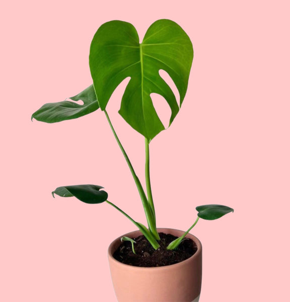 Monstera Deliciosa Swiss Cheese Plant 50cm-100cm