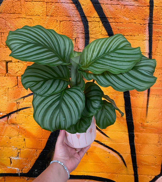 Calathea Orbifolia Prayer Plant 30 cm - 55 cm