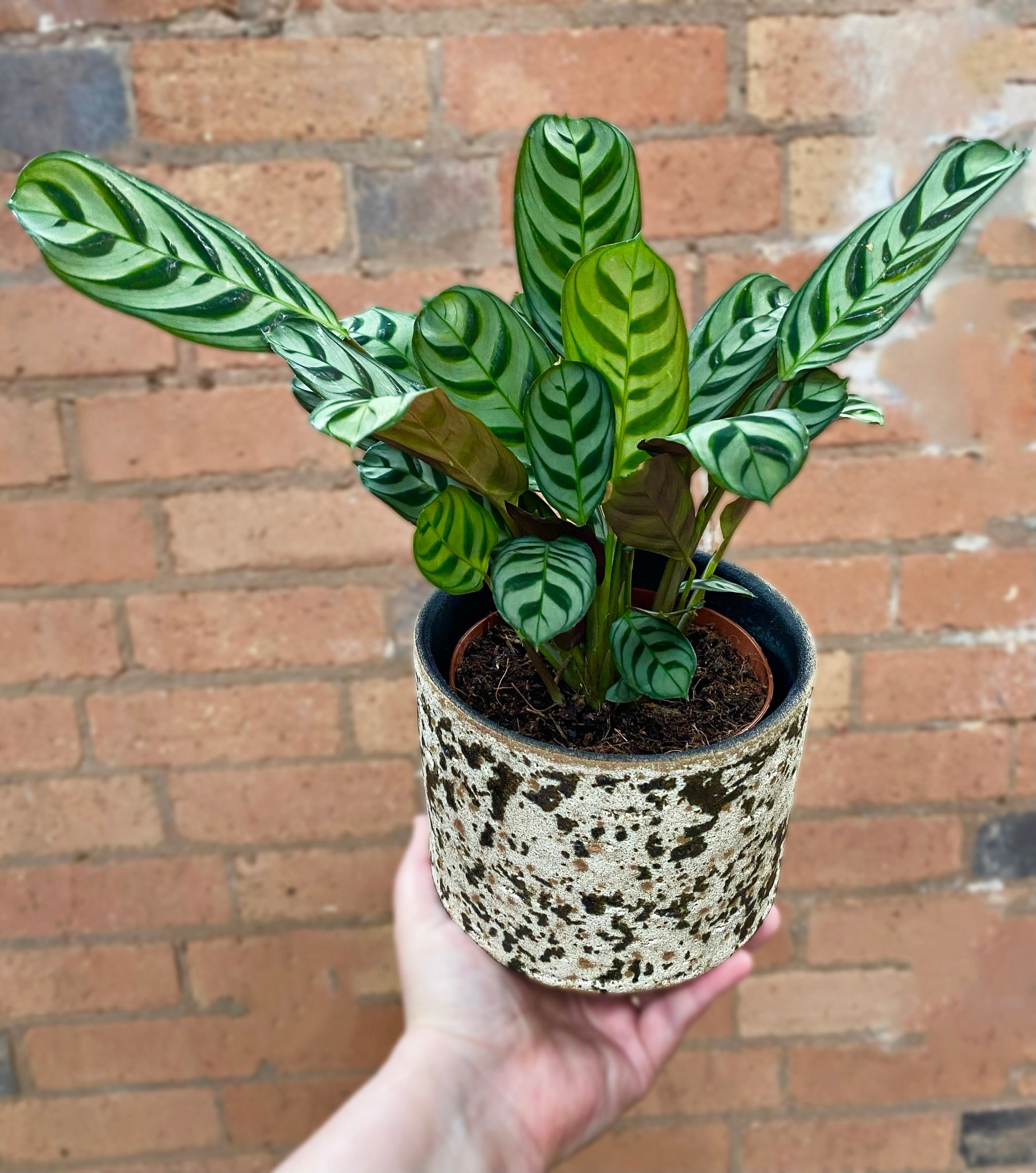 never never prayer plant Ctenanthe Burle Marxii Amabilis Never Never Plant Prayer Plant 25 cm – Green Charm House of Plants