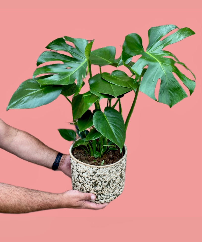 Monstera Deliciosa Swiss Cheese Plant 50cm-100cm – Green Charm House of  Plants