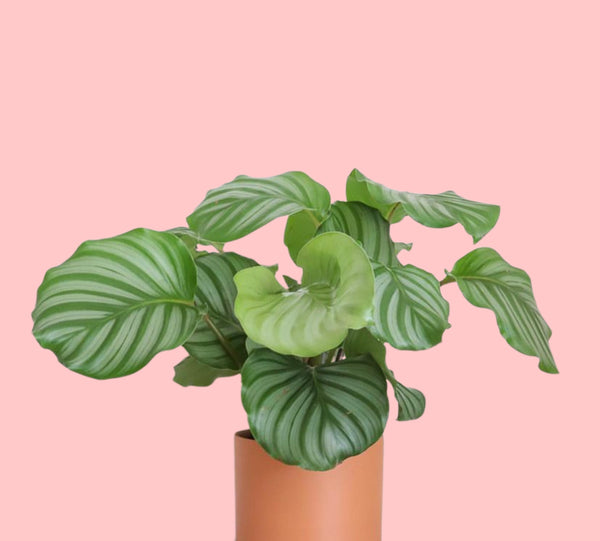 Calathea Orbifolia Prayer Plant 30 cm - 55 cm