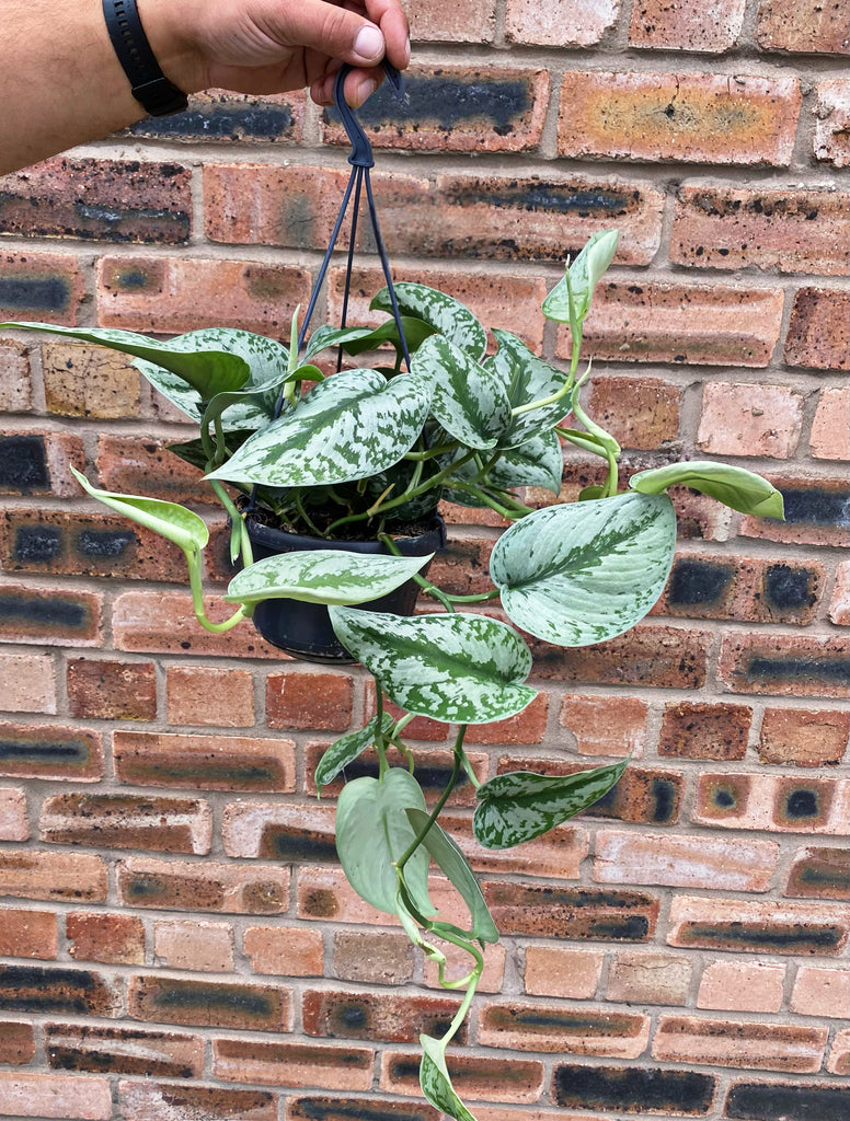 satin pothos hanging Scindapsus Pictus Trebie Satin Pothos Trebie Silver Vine Hanging 50 cm – Green Charm House of Plants