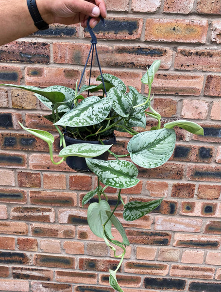 Scindapsus Pictus Trebie Satin Pothos Trebie Silver Vine Hanging 50 cm