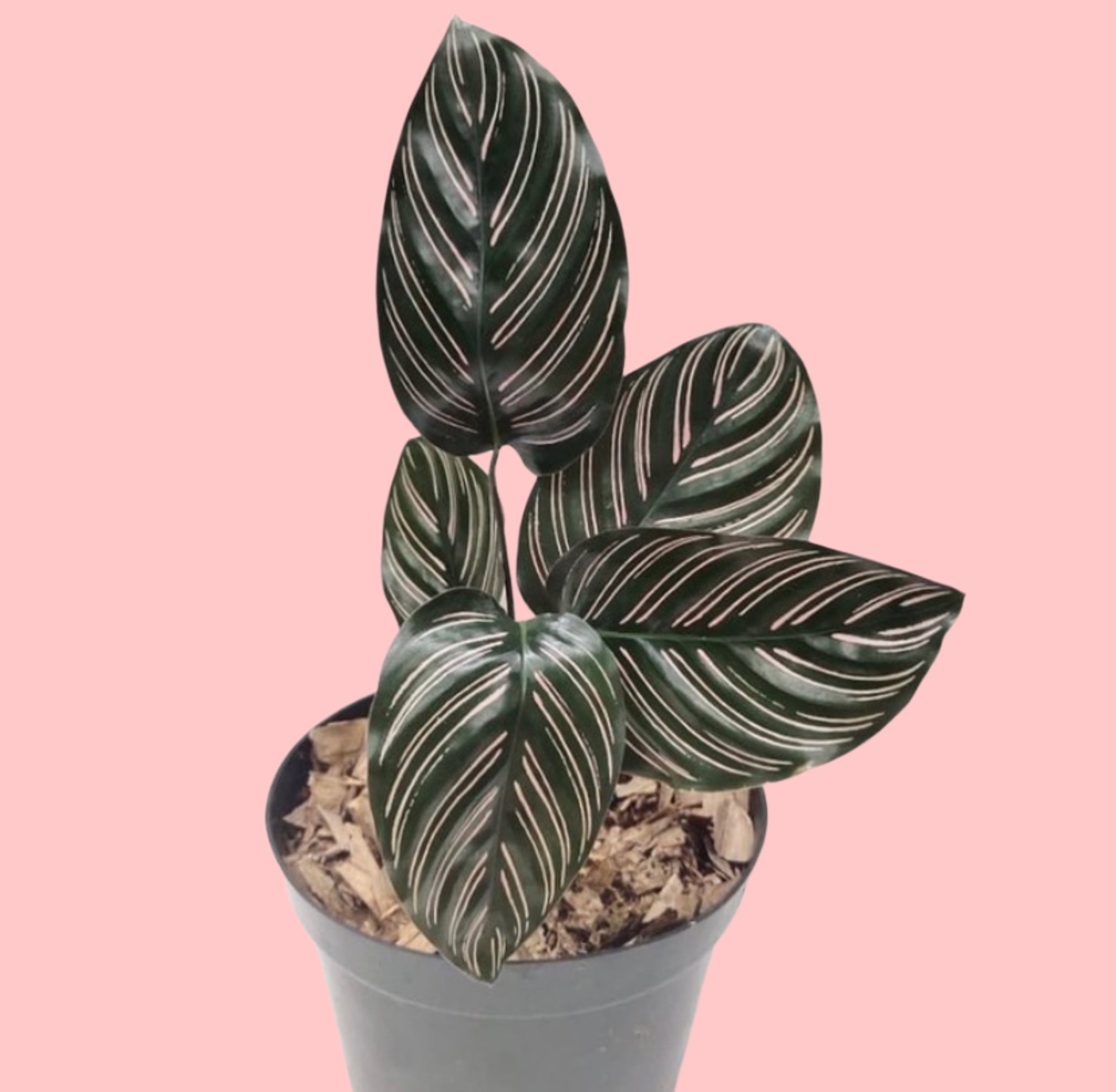 prayer plant pink stripes Calathea Ornata Sanderiana Prayer Plant Pink Stripe 18cm