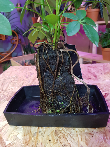 Plant on lava rock 50 cm