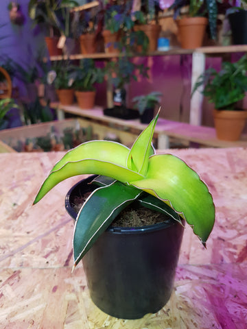 Sansevieria Starr Canary 14 cm