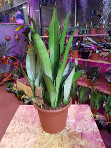 Sansevieria Trifasciata Moonshine 80 cm