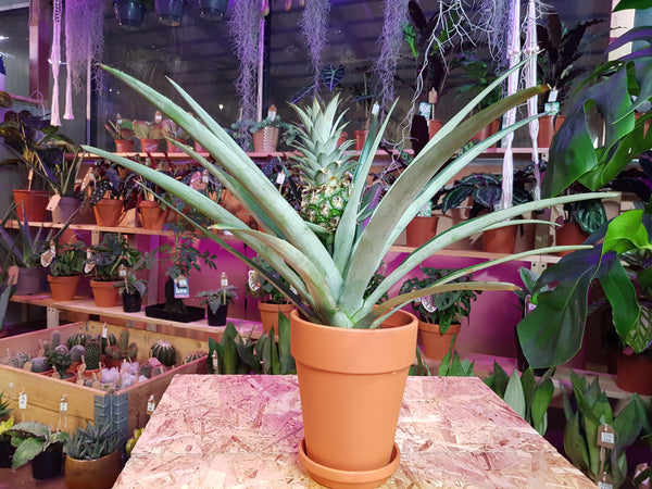 Pygmy Pineapple plant - Ananas Champaca 50 cm
