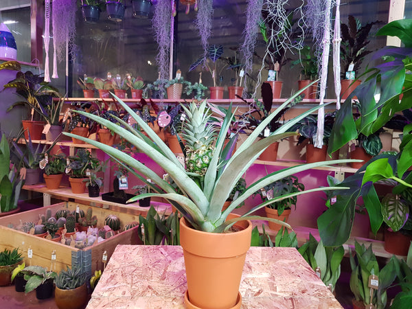 Pygmy Pineapple plant - Ananas Champaca 50 cm