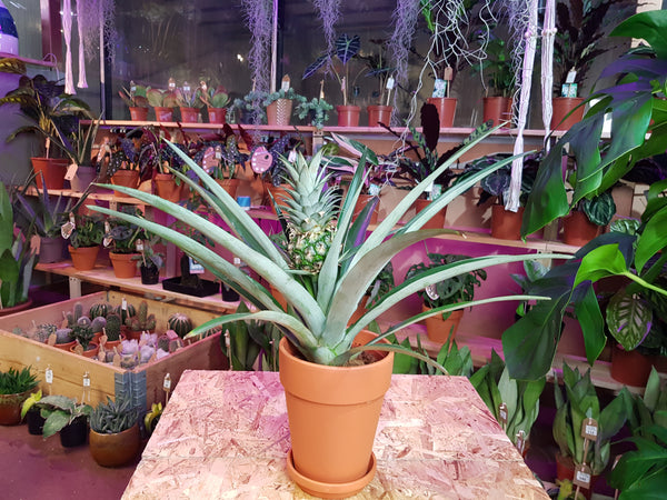 Pygmy Pineapple plant - Ananas Champaca 50 cm