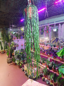 Rhipsalis Paradoxa hanging mistletoe cactus 130 cm