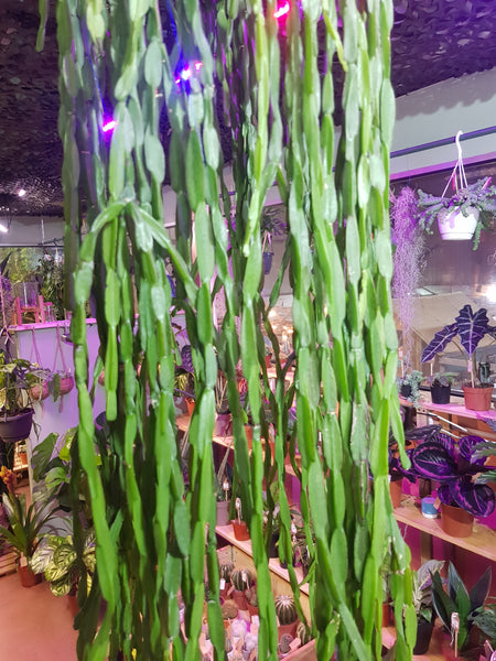 Rhipsalis Paradoxa hanging mistletoe cactus 130 cm