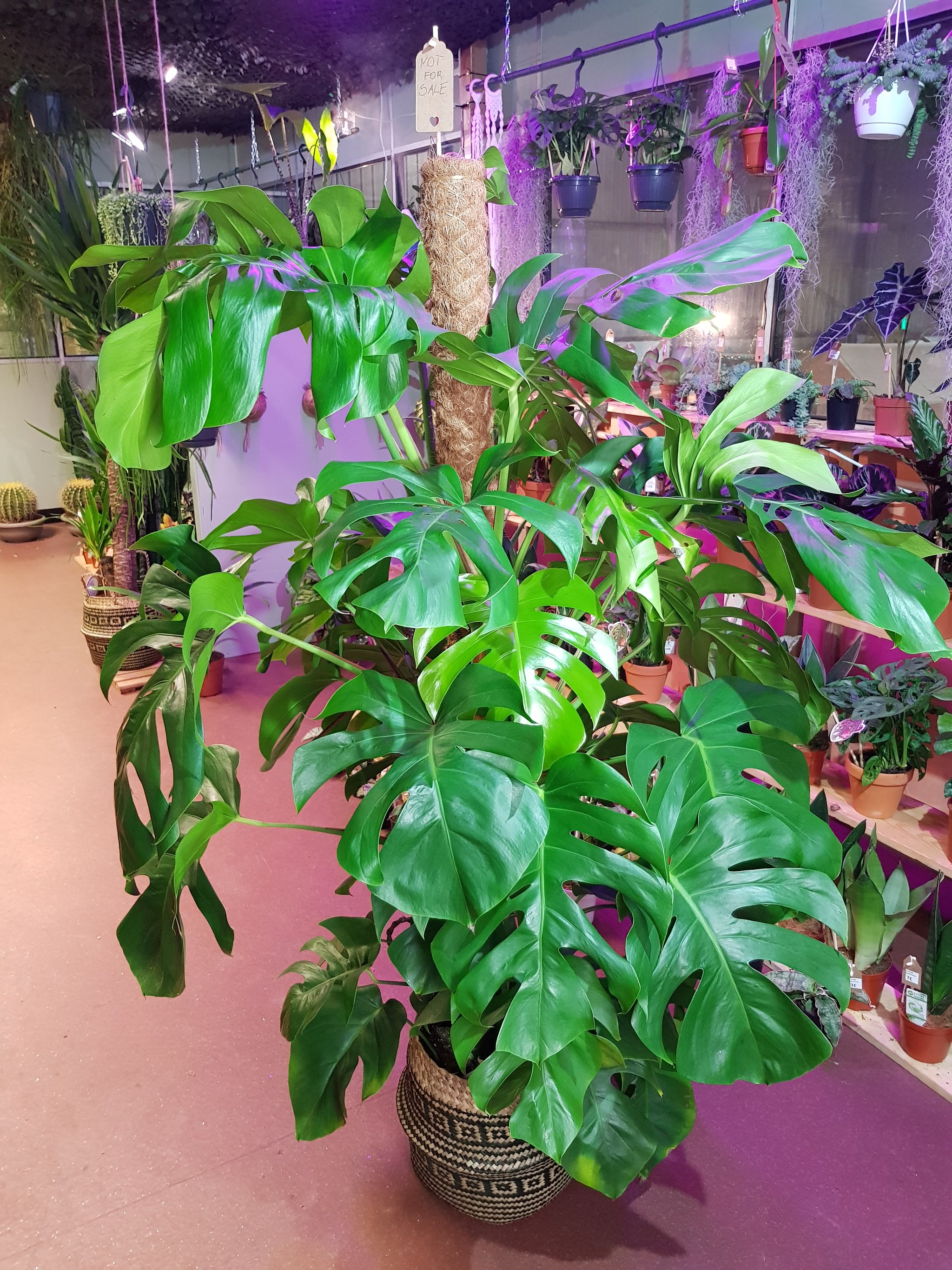 monstera plant for sale uk Monstera Deliciosa 150 cm – Green Charm House of Plants