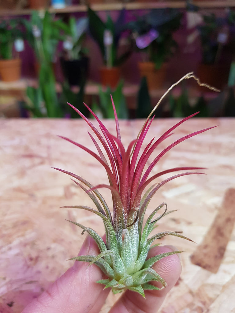 tillandsia air plants uk Tillandsia Ionantha Air Plant – Green Charm House of Plants