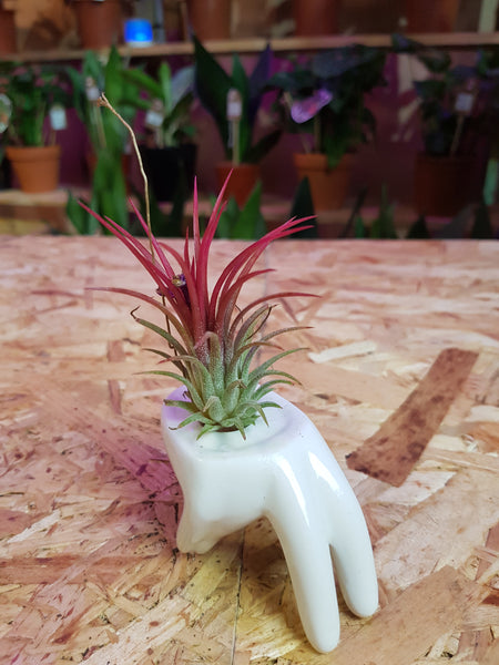 Tillandsia Ionantha  Air Plant