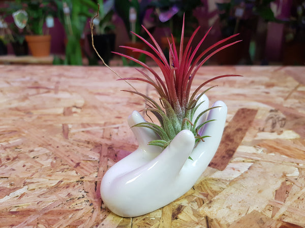 Tillandsia Ionantha  Air Plant