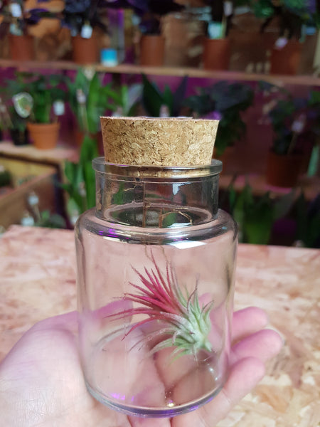 Tillandsia Ionantha  Air Plant