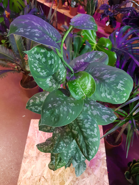 Epipremnum Trebie - Satin Pothos Trebie Moss Pole 100 cm