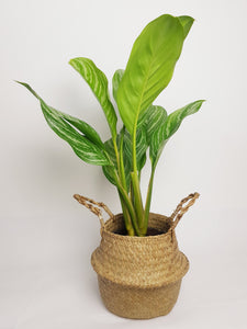 Aglaonema Stripes - Chinese Evergreen 60cm