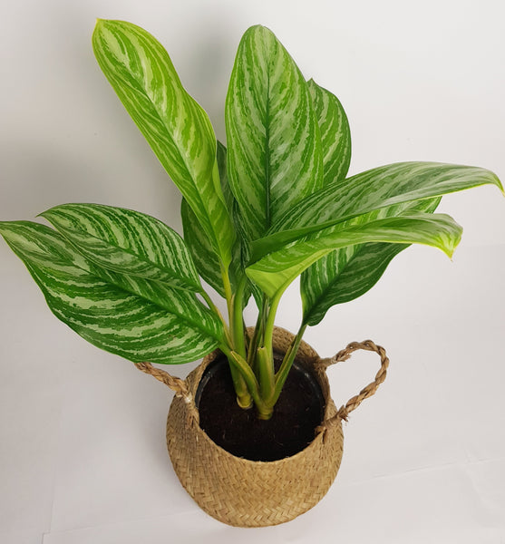 Aglaonema Stripes - Chinese Evergreen 60cm