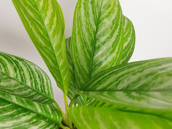 Aglaonema Stripes - Chinese Evergreen 60cm