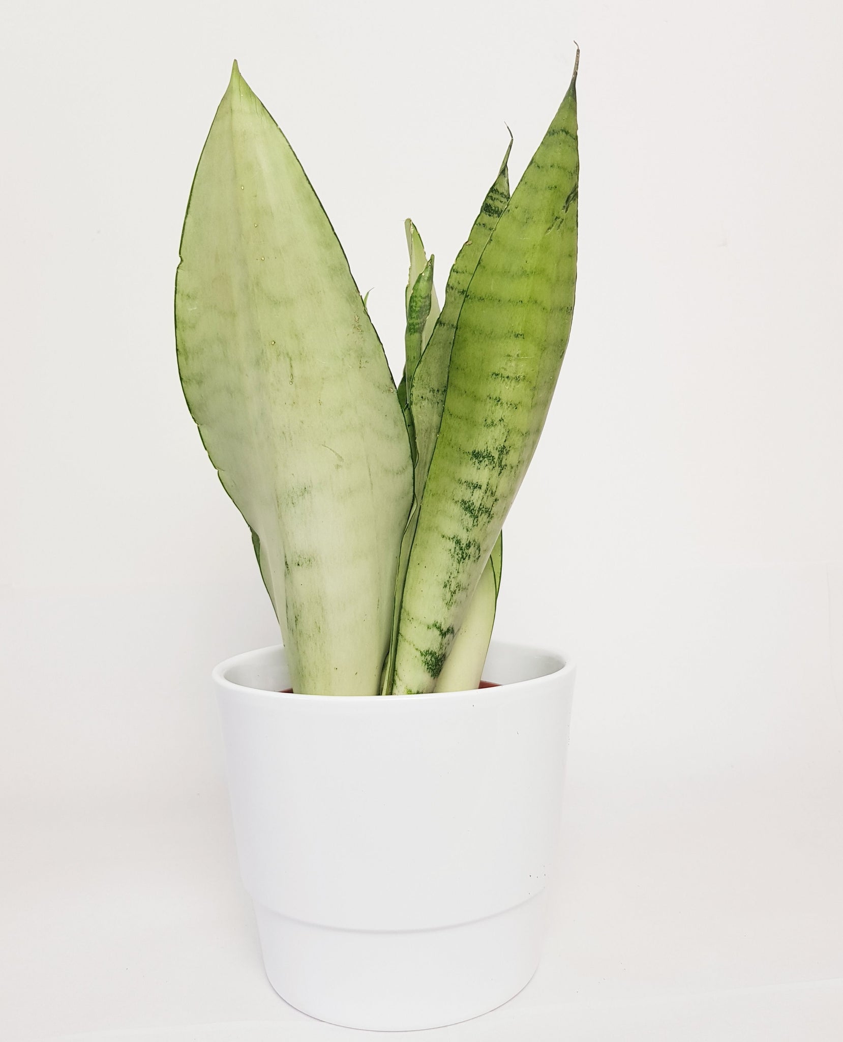 Sansevieria Trifasciata Moonshine 35-60 cm