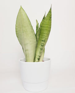 Sansevieria Trifasciata Moonshine 35-60 cm