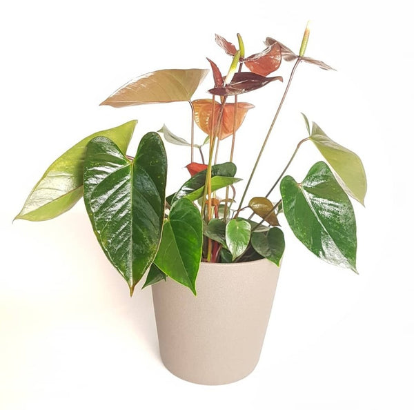 Anthurium andraenum 'Giant Chocolate' 45cm