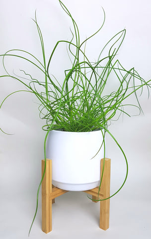 Juncus effusus Liebeslocken 35cm