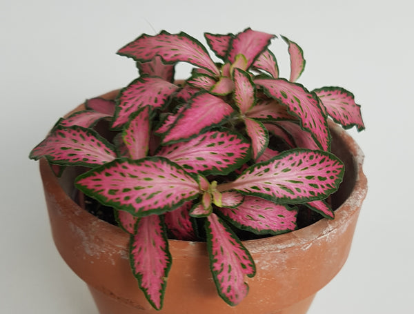 Fittonia 'Pink Forest Flame' 5cm