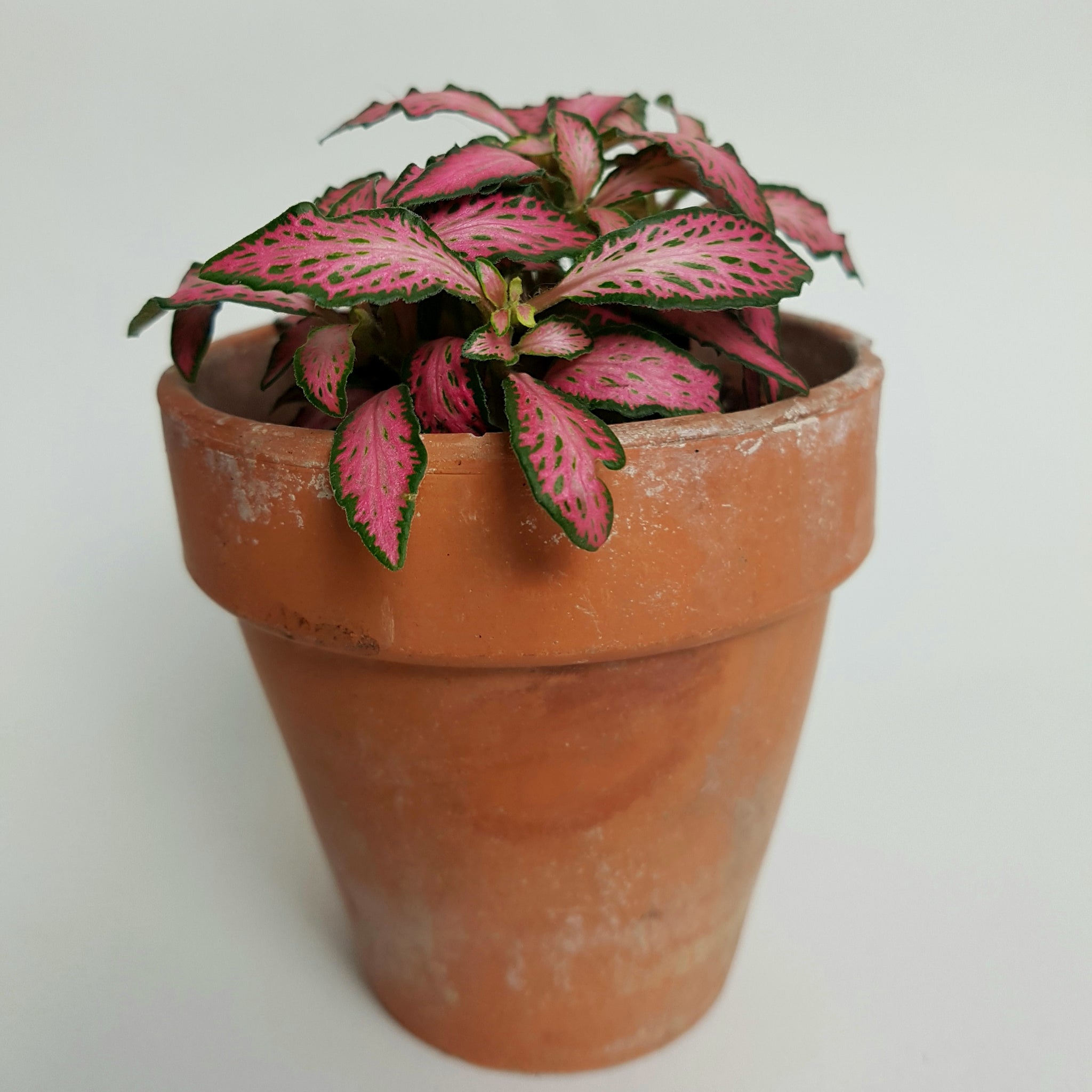 Fittonia 'Pink Forest Flame' 5cm